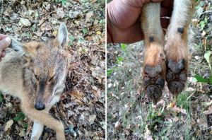На Вінниччині сірі хижаки полюють на пасовищі вже серед білого дня